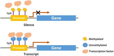 Epigenetics of methylation modifications in diabetic cardiomyopathy